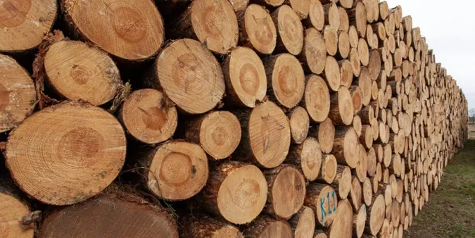 ДП «Ліси України» продали у I кварталі необробленої деревини на понад 5 млрд