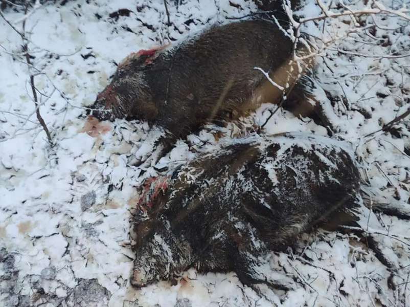 У заказнику на Володимирщині браконьєри застрелили кабанів у голову (фото 18+)