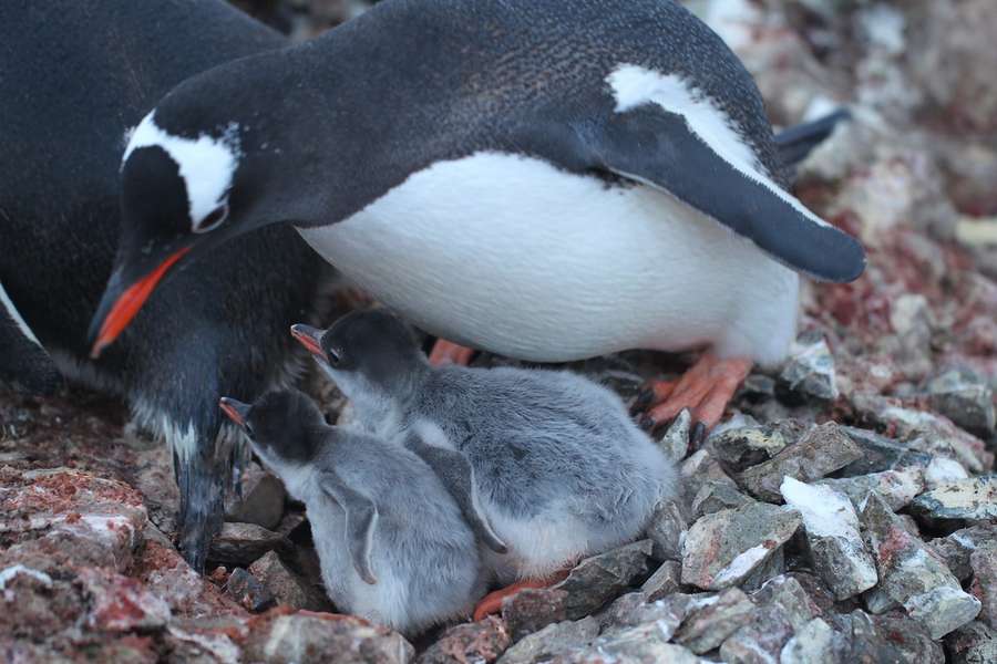 Біля станції «Академік Вернадський» зʼявилися перші пташенята пінгвінів