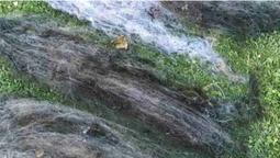 На Хрінницькому водосховищі знайшли 200 метрів сіток з рибою (фото)