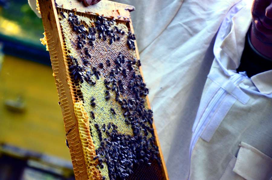 Медові традиції Волині: як лісівники доглядають за бджолами (фото, відео)