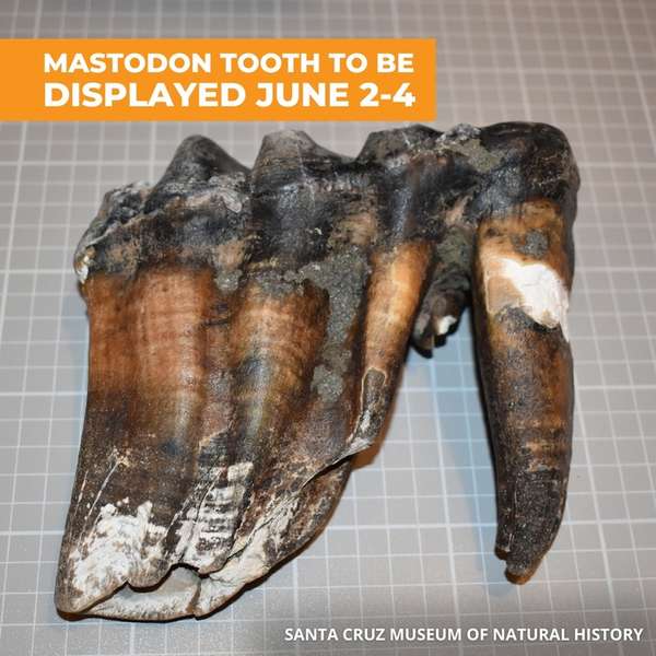 У Каліфорнії знайшли зуб вимерлого мастодонта
