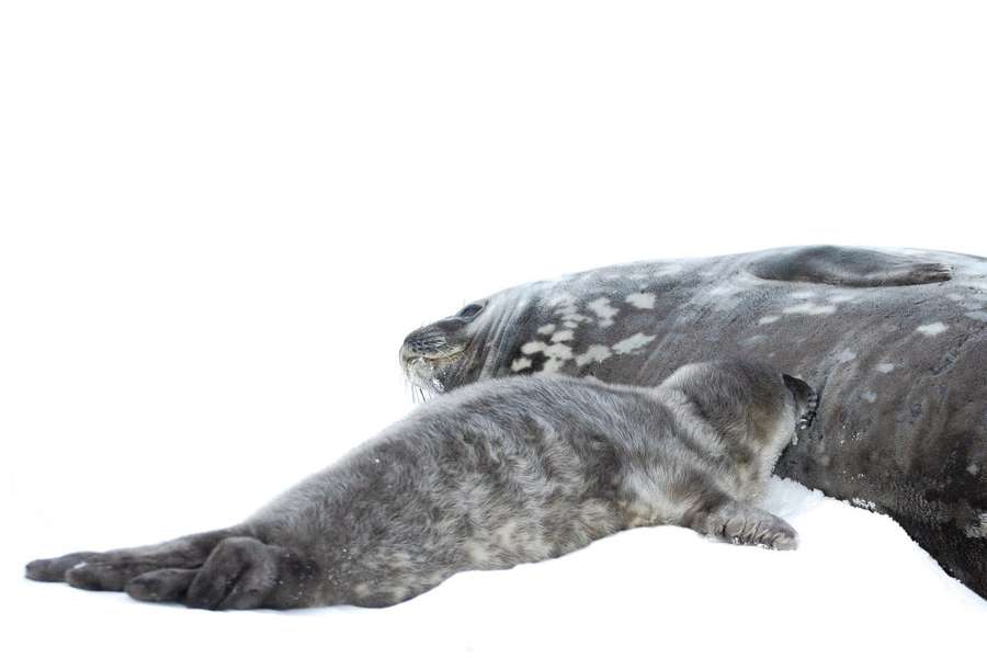 Милота: полярники станції «Академік Вернадський» показали новонароджених тюленят (фото)