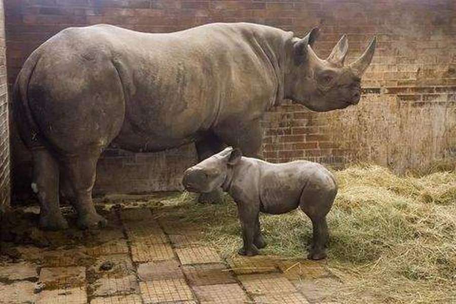 У Чехії з'явився свій Київ – на честь столиці України назвали дитинча носорога