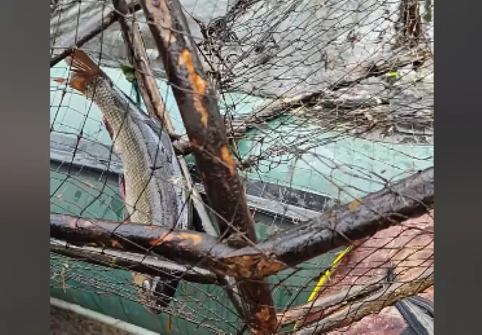 В нацпарку на Волині у пастку браконьєрів потрапила червонокнижна риба (відео)