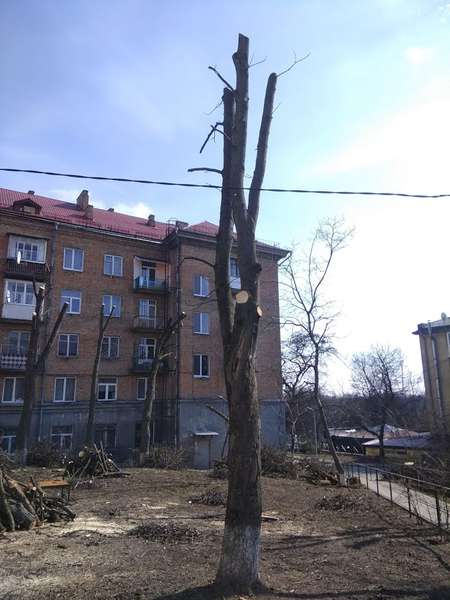 У Луцьку знову «по-варварськи» кронують дерева (фотофакт)