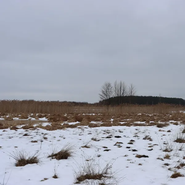 Аномально рано на Волинь прилетіли журавлі (фото)
