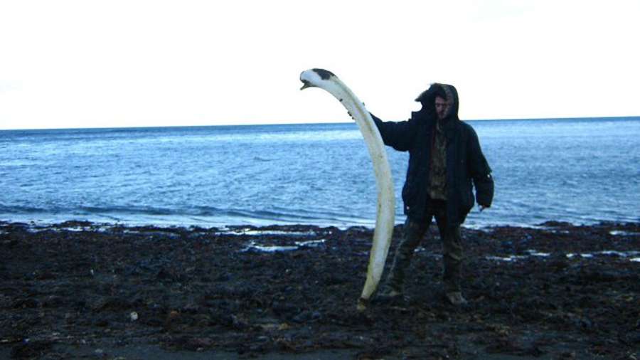 Ребро китеняти на березі Берингового моря (Командорські острови)><span class=