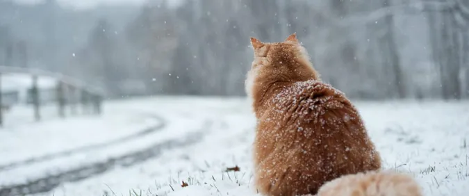 Сніжитиме: погода в Луцьку на неділю, 9 січня