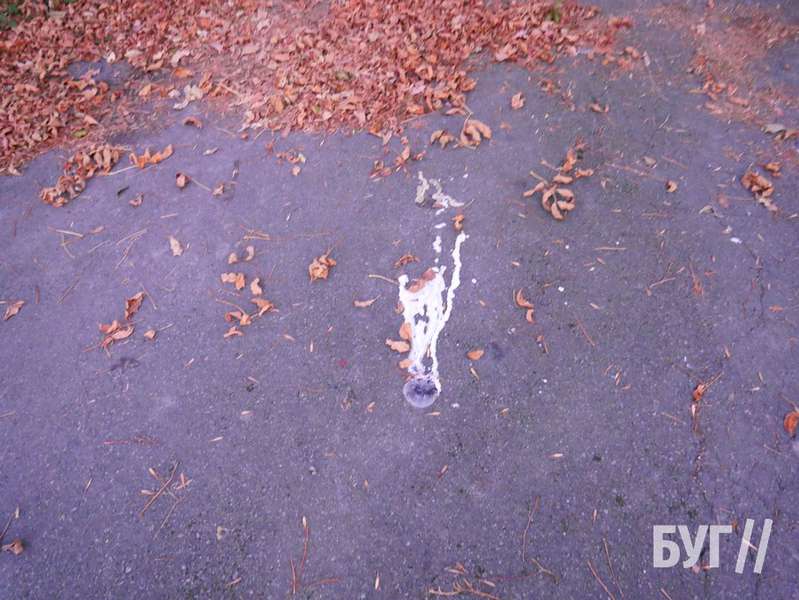У Нововолинську на цвинтарі хтось катує та вбиває тварин (фото 18+, відео)