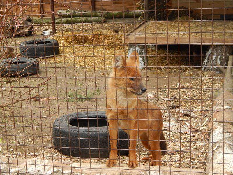 У Луцькому зоопарку оселилися рідкісні червоні вовки (фото)