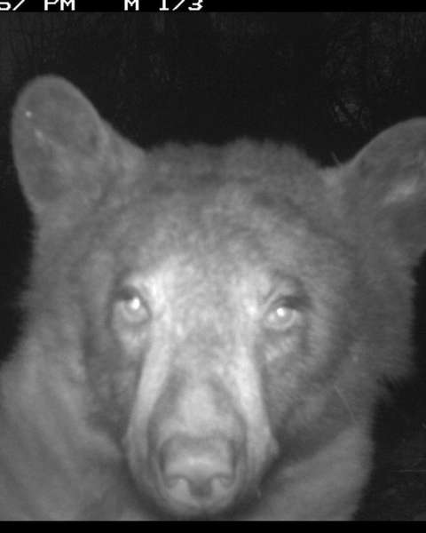 «Селфі-ведмідь»: у лісі Колорадо ведмідь зробив 400 селфі (фото)