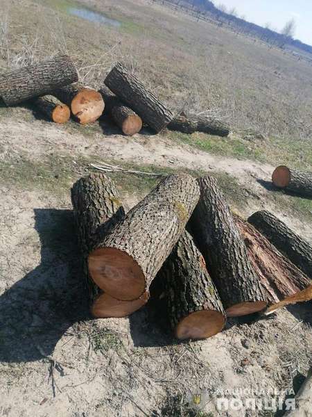 На Волині 19-річний юнак нарубав дерев на 120 тисяч (фото)