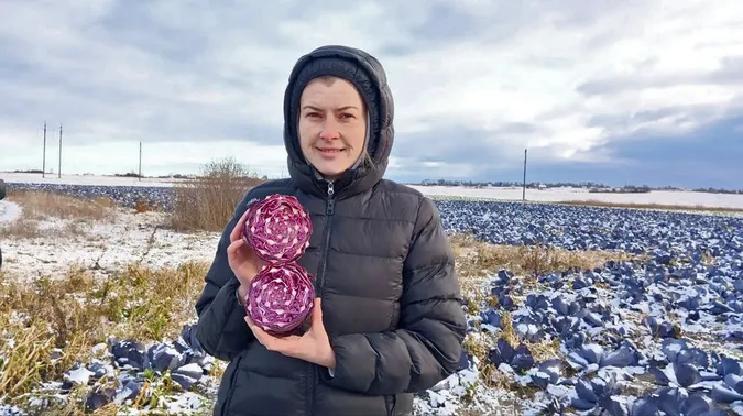Аномалія: на Волині посеред зими збирають урожай капусти (фото)