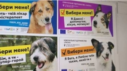 Вибори у КП "Ласка": представили найпухнастіших і наймиліших кандидатів (фото)