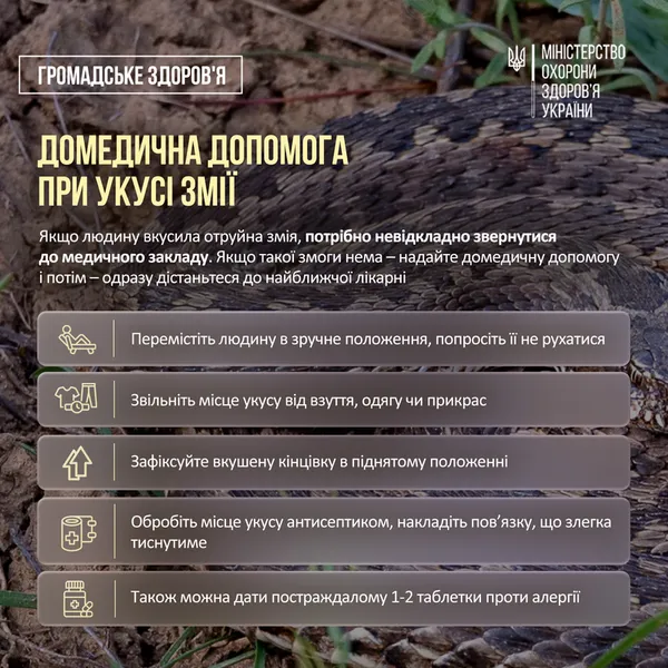 Обережно – гадюки: в Україні активізувалися змії