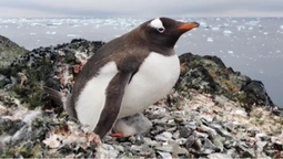Загніздувалися на висоті 295 метрів: українські полярники показали «пінгвінів-верхолазів»