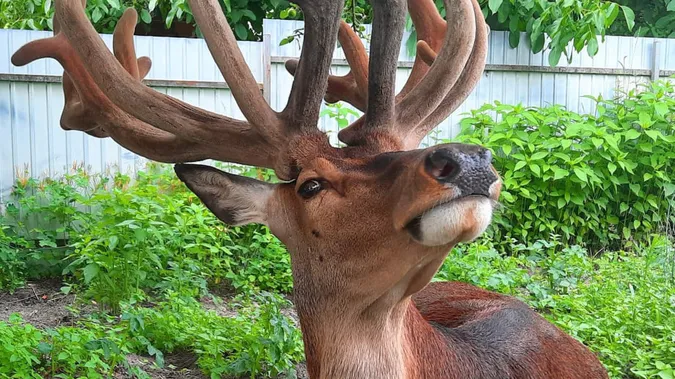 🦌 Оленя Бориса, якого збили в ДТП, готують до перевезення у Київ