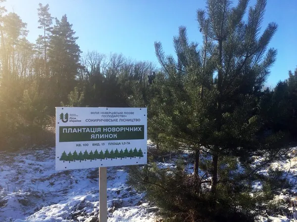 Плантація новорічних ялинок у Сокиричівському лісництві