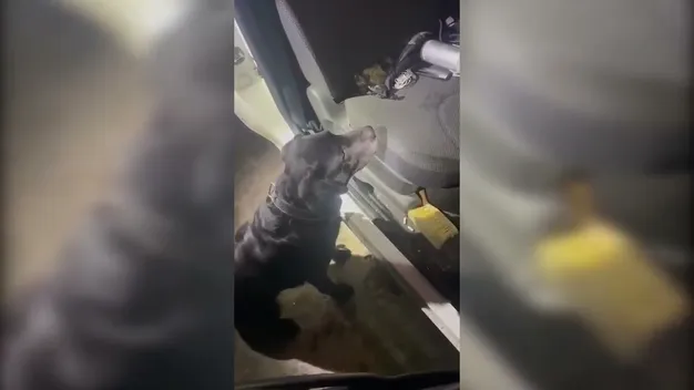 На «Устилузі» у поляка винюхали «миколайчиків» з марихуаною (відео)