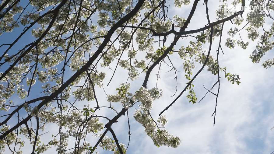 Весняний Луцьк: як місцеві прогулюються заквітчаним центром (фото)
