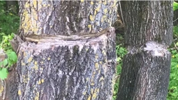 Майже 187 тисяч шкоди: у Луцьку біля Стиря надрубали 28 дерев (фото)