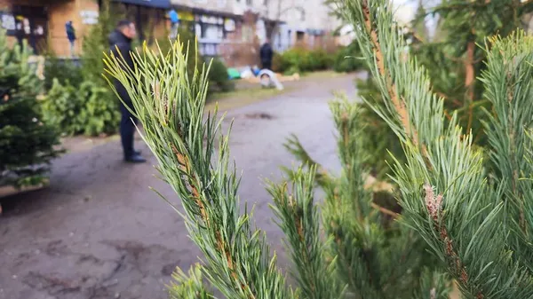 У Луцьку серед продавців «святкових» дерев шукали порушників