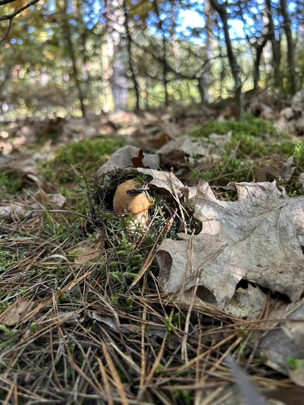Де на Волині повилазило чимало молодих грибочків (фото)