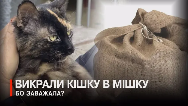 Кицьку кинули в мішок і вивезли: у Луцьку подружжя позбулося улюблениці двору (відео)