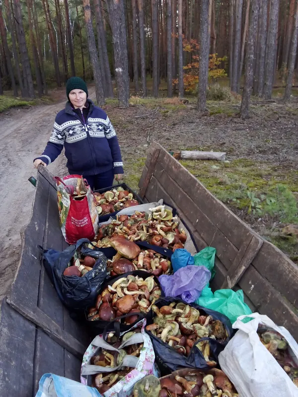 Де на Волині можна назбирати цілий віз грибів (фото)
