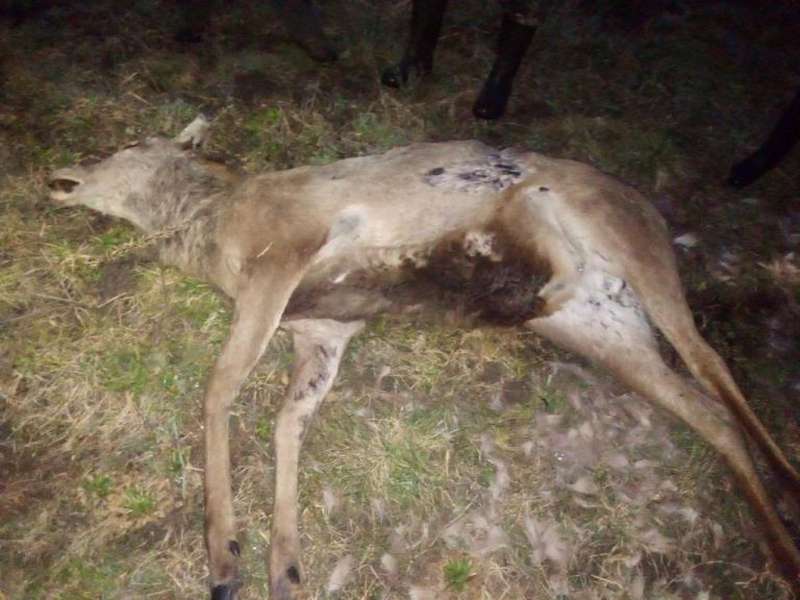 На Волині браконьєри застрелили оленя (фото 18+)