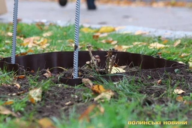 На проспекті Волі у Луцьку садили алею троянд (фото)