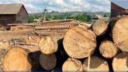 СБУ викрила на Закарпатті  розкрадання лісу на  300 тисяч гривень (фото, відео)