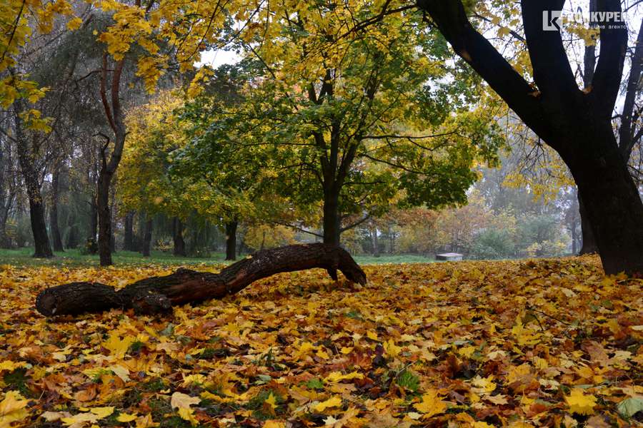 Лячно, кольорово, тихо: осінь у парку 900-річчя Луцька (ФОТО)