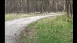 У Звірівському лісництві на дорозі помітили оленів (відео)