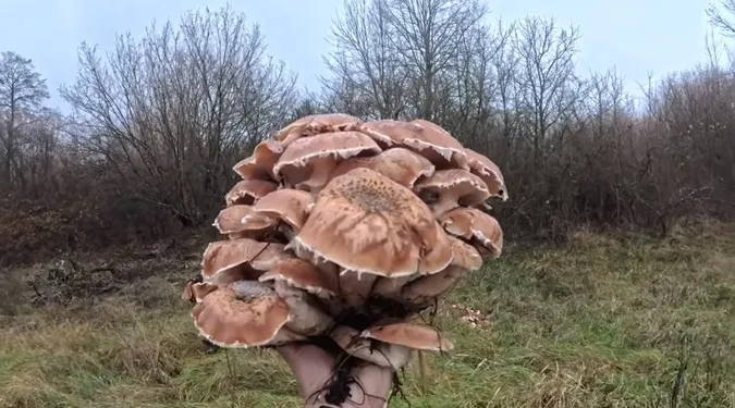 У лісах на Волині в листопаді знайшли гігантські опеньки (відео)