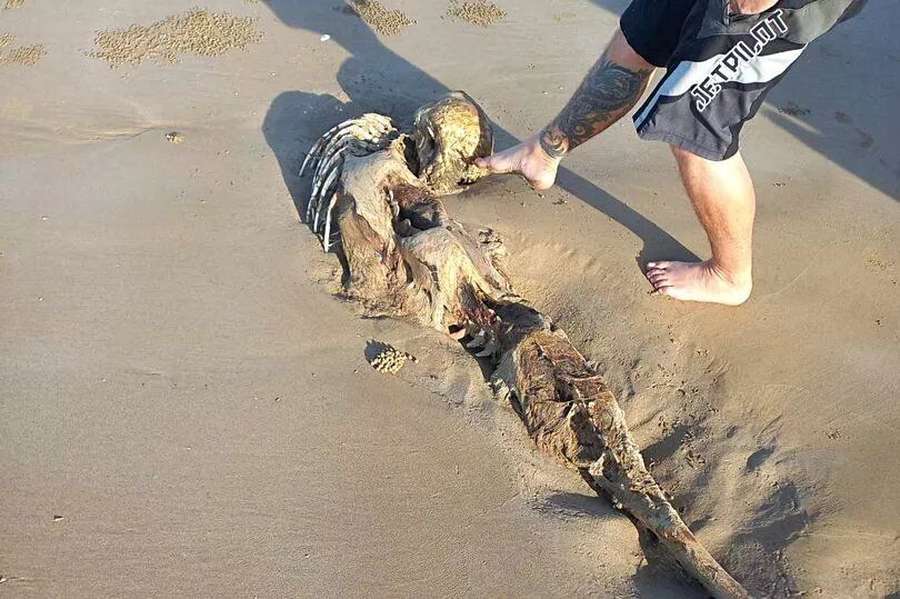 Нагадує руслку: на пляжі в Австралії знайшли дивні рештки (фото)