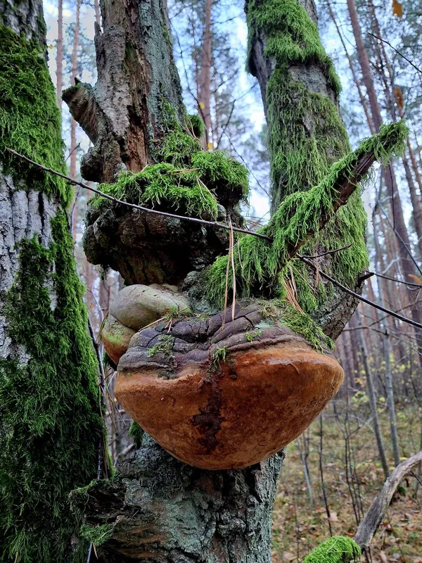 Всіяли ліс: на Волині показали чималий улов грибів (фото)