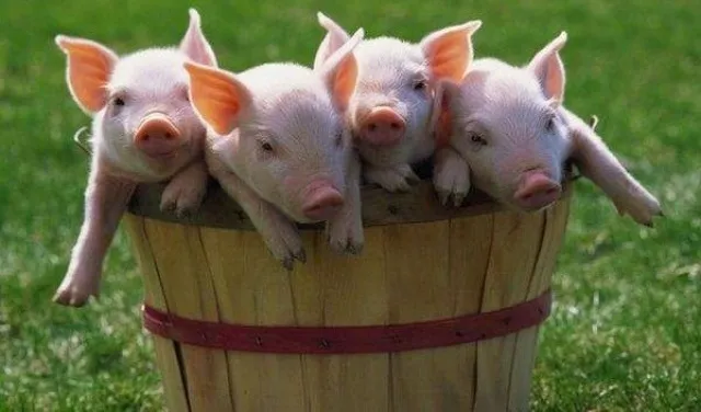 В Україні зросла собівартість виробництва свинини
