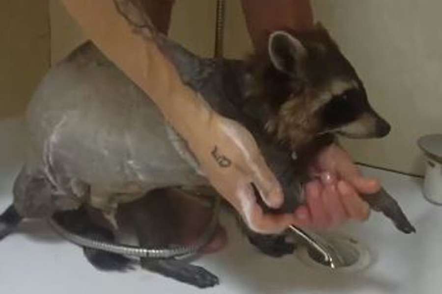 Взяв кредит та відкрив ветклініку: переселенець з Херсона лікує тварин у Луцьку (фото, відео)