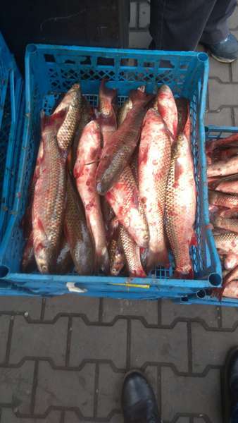 На луцьких ринках незаконно продавали понад 70 кілограмів риби (фото)