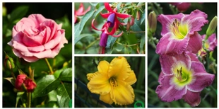 «Така краса, що бракне слів»: квіткове різноманіття Луцького зоопарку (фото)