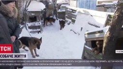 Кажуть, робить собачий жир: деталі історії із краденими вівчарками в Нововолинську