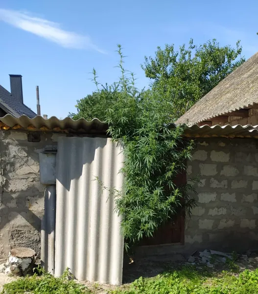Волинянин виростив на городі заборонені рослини (фото)