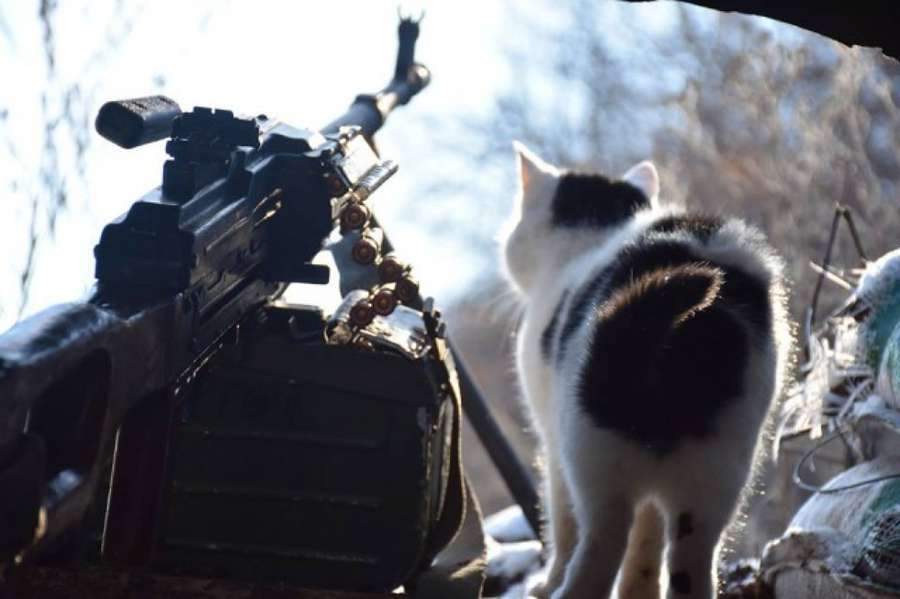Котики на фронті: 14-та окрема механізована бригада поділилася світлинами чотирилапих