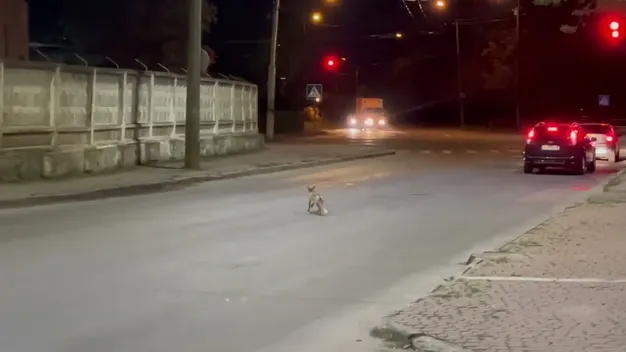 У Луцьку на Дубнівській бігає лис (відео)