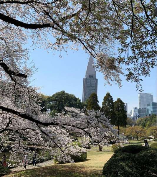 Лучанка показала, як в Японії цвітуть сакури (відео)