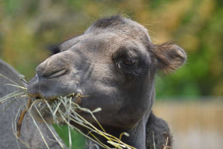 Пухнаста милота: Луцький зоопарк показав своїх верблюдів (фото)