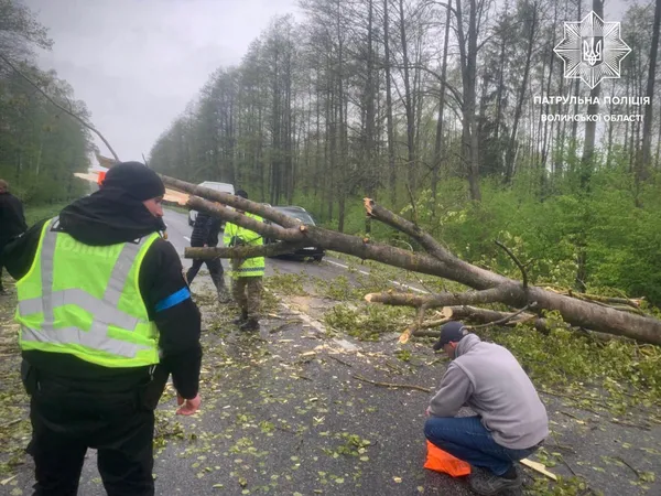 На Волині вітер повалив на дорогу дерево (фото)