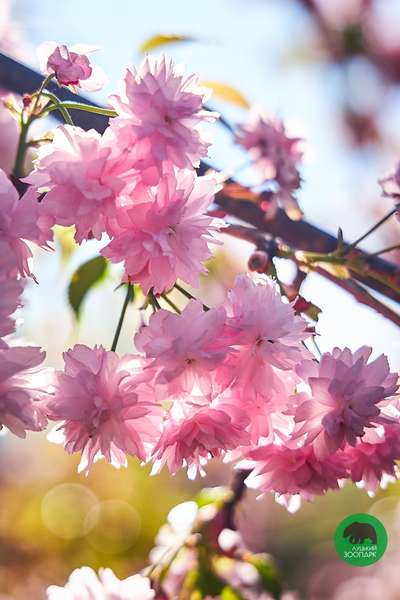 «Японською будь-яка вишня – сакура»: у Луцькому зоопарку квітнуть дерева (фото)